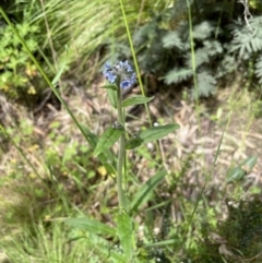 Cynoglossum australe at Paddys River, ACT - 23 Nov 2021