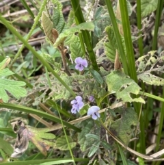 Glycine clandestina (Twining Glycine) at Paddys River, ACT - 23 Nov 2021 by JaneR