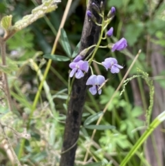 Glycine clandestina at Paddys River, ACT - 23 Nov 2021