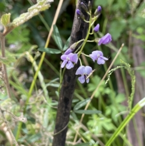 Glycine clandestina at Paddys River, ACT - 23 Nov 2021 02:49 PM