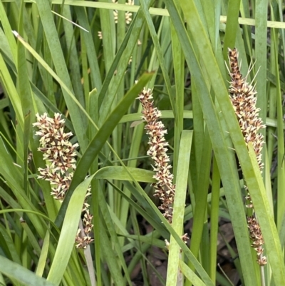 Lomandra longifolia (Spiny-headed Mat-rush, Honey Reed) at Paddys River, ACT - 23 Nov 2021 by JaneR