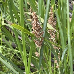 Lomandra longifolia at Paddys River, ACT - 23 Nov 2021