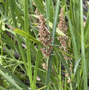 Lomandra longifolia at Paddys River, ACT - 23 Nov 2021