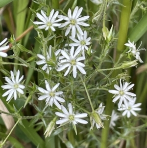 Stellaria pungens at Paddys River, ACT - 23 Nov 2021 02:52 PM