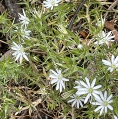 Stellaria pungens at Paddys River, ACT - 23 Nov 2021 02:52 PM