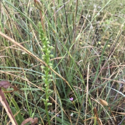 Microtis parviflora (Slender Onion Orchid) at Latham, ACT - 24 Nov 2021 by Tapirlord