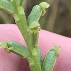 Microtis parviflora at Latham, ACT - suppressed