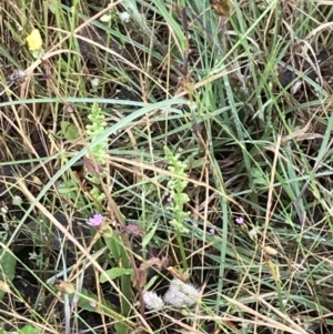 Microtis parviflora at Latham, ACT - suppressed