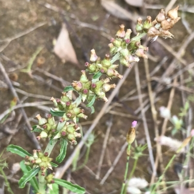 Gamochaeta impatiens (A cudweed) at Umbagong District Park - 24 Nov 2021 by Tapirlord