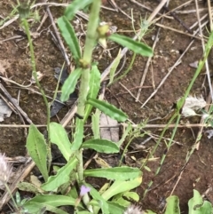 Gamochaeta impatiens at Umbagong District Park - 25 Nov 2021