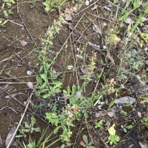 Gamochaeta impatiens at Umbagong District Park - 25 Nov 2021