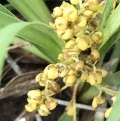 Lomandra filiformis subsp. coriacea (Wattle Matrush) at Latham, ACT - 25 Nov 2021 by Tapirlord