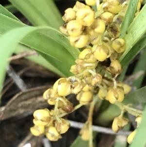 Lomandra filiformis subsp. coriacea at Latham, ACT - 25 Nov 2021