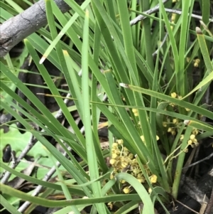 Lomandra filiformis subsp. coriacea at Latham, ACT - 25 Nov 2021