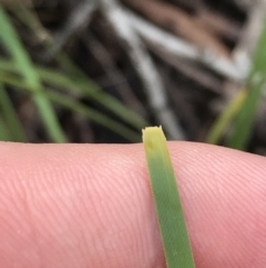 Lomandra filiformis subsp. coriacea at Latham, ACT - 25 Nov 2021