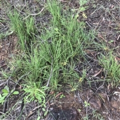 Lomandra filiformis subsp. coriacea at Latham, ACT - 25 Nov 2021