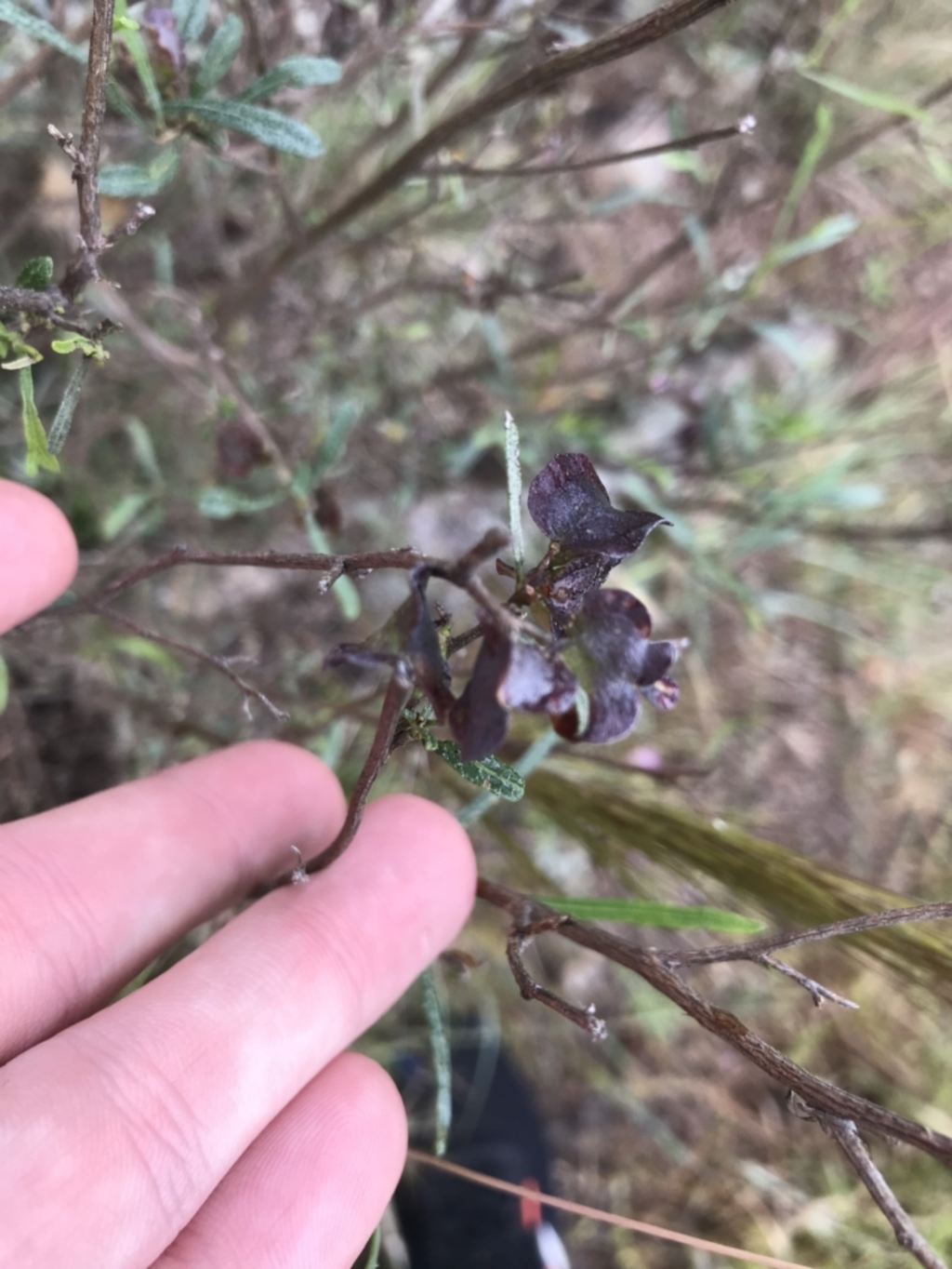 Dodonaea viscosa subsp. angustissima at Latham, ACT - 25 Nov 2021