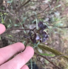 Dodonaea viscosa subsp. angustissima (Hop Bush) at Latham, ACT - 24 Nov 2021 by Tapirlord