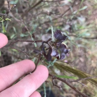 Dodonaea viscosa subsp. angustissima (Hop Bush) at Latham, ACT - 24 Nov 2021 by Tapirlord