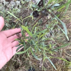 Dodonaea viscosa subsp. angustissima at Latham, ACT - 25 Nov 2021 08:35 AM