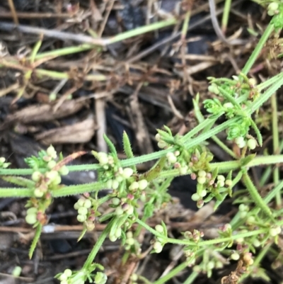 Galium gaudichaudii subsp. gaudichaudii (Rough Bedstraw) at Latham, ACT - 24 Nov 2021 by Tapirlord