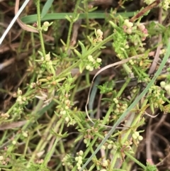 Galium gaudichaudii subsp. gaudichaudii at Latham, ACT - 25 Nov 2021