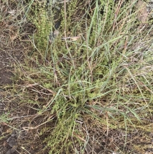 Galium gaudichaudii subsp. gaudichaudii at Latham, ACT - 25 Nov 2021