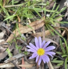 Calotis scabiosifolia var. integrifolia (Rough Burr-daisy) at Namadgi National Park - 23 Nov 2021 by JaneR