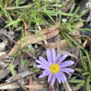 Calotis scabiosifolia var. integrifolia at Paddys River, ACT - 23 Nov 2021