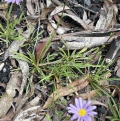 Calotis scabiosifolia var. integrifolia at Paddys River, ACT - 23 Nov 2021 03:29 PM