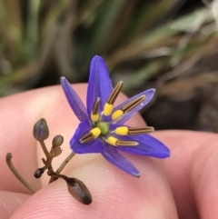 Dianella revoluta var. revoluta (Black-Anther Flax Lily) at Umbagong District Park - 24 Nov 2021 by Tapirlord