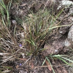 Dianella revoluta var. revoluta at Latham, ACT - 25 Nov 2021 08:36 AM