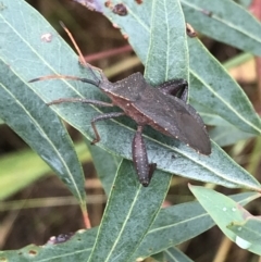 Amorbus (genus) (Eucalyptus Tip bug) at Latham, ACT - 25 Nov 2021 by Tapirlord