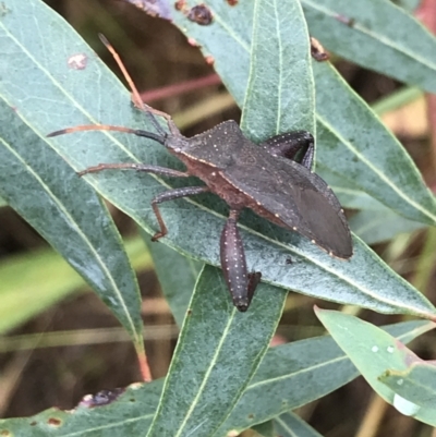 Amorbus (genus) (Eucalyptus Tip bug) at Latham, ACT - 25 Nov 2021 by Tapirlord