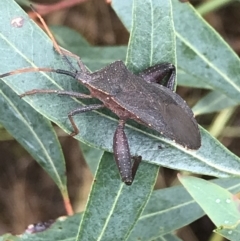 Amorbus sp. (genus) at Latham, ACT - 25 Nov 2021 08:40 AM