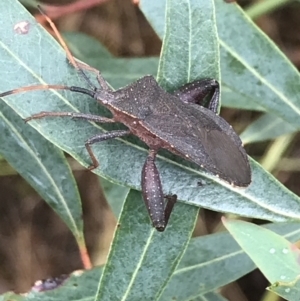 Amorbus sp. (genus) at Latham, ACT - 25 Nov 2021