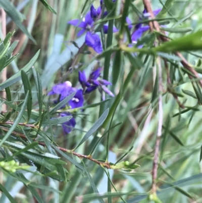 Veronica perfoliata (Digger's Speedwell) at Latham, ACT - 24 Nov 2021 by Tapirlord