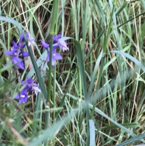 Veronica perfoliata at Latham, ACT - 25 Nov 2021