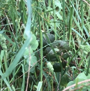 Veronica perfoliata at Latham, ACT - 25 Nov 2021