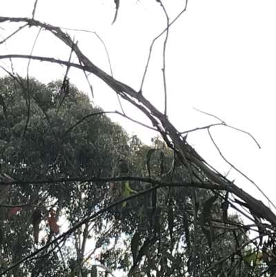 Neochmia temporalis (Red-browed Finch) at Latham, ACT - 24 Nov 2021 by Tapirlord