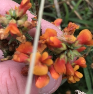 Pultenaea subspicata at Latham, ACT - 25 Nov 2021