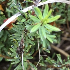 Pultenaea subspicata at Latham, ACT - 25 Nov 2021