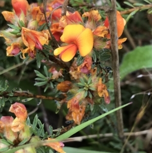 Pultenaea subspicata at Latham, ACT - 25 Nov 2021