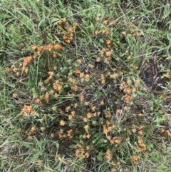 Pultenaea subspicata at Latham, ACT - 25 Nov 2021