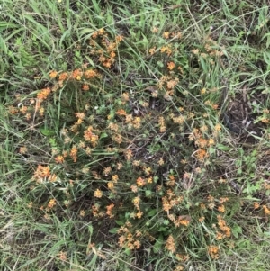 Pultenaea subspicata at Latham, ACT - 25 Nov 2021