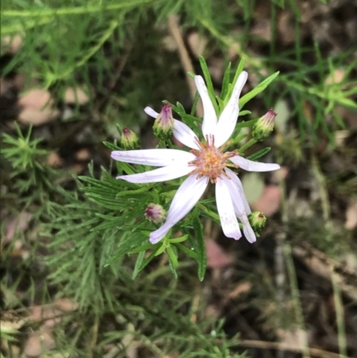 Olearia tenuifolia (Narrow-leaved Daisybush) at Latham, ACT - 25 Nov 2021 by Tapirlord