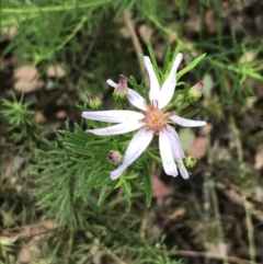 Olearia tenuifolia (Narrow-leaved Daisybush) at Latham, ACT - 24 Nov 2021 by Tapirlord