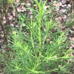 Olearia tenuifolia at Latham, ACT - 25 Nov 2021