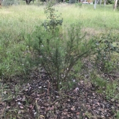 Olearia tenuifolia at Latham, ACT - 25 Nov 2021