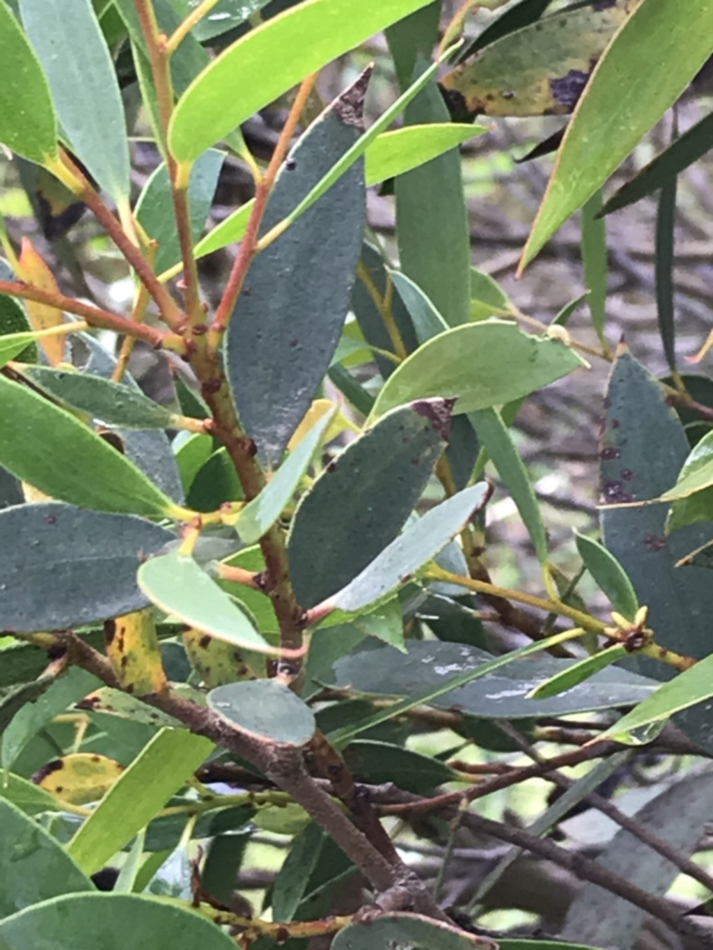 Eucalyptus stellulata at Latham, ACT - 25 Nov 2021